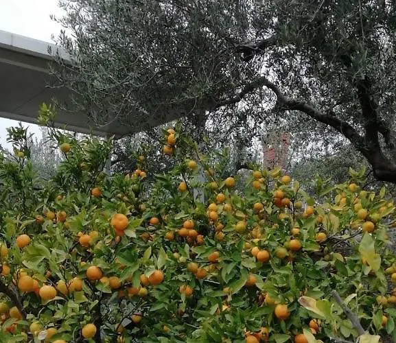 Panoramic View Near The In Portotoz+p