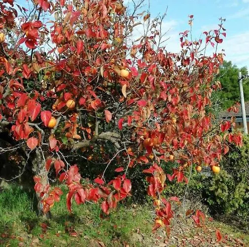 Panoramic View Near The In Portotoz+p * 波尔托罗